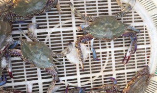 钓螃蟹用什么饵料 鱼肉蚱蜢家禽肉均可以