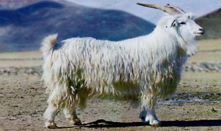 新疆山羊介绍 新疆山羊的简介