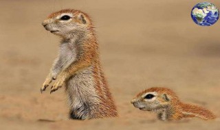 松鼠的尾巴像什么 松鼠尾巴的作用