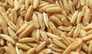 燕麦米哪个产地好 什么地方出产的燕麦米最好