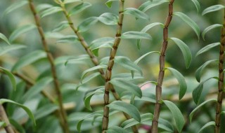 三脊金石斛介绍 三脊金石斛的简介