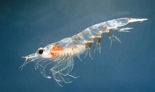 磷虾多少钱一斤 关于磷虾的简介