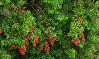 一亩地种几棵荔枝树 怎么种出高产量荔枝