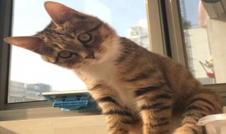 中华田园猫品种 中华田园猫鉴分