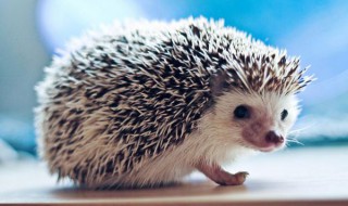 刺猬的生活习性 具体习性如下