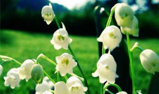 铃兰花的缺点 铃兰花的禁忌副作用