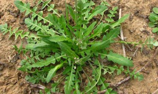 什么病不能吃荠菜 这些朋友要注意了