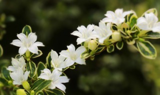 六月雪冬天怎么养 要注意什么