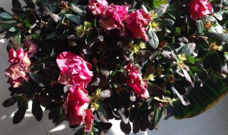 杜鹃花黑叶怎么治 6个方法让它重返翠绿