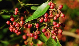 花椒苗怎么培育 如何培育花椒苗