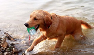 狗狗骑跨如何制止 如何纠正狗狗骑跨行为