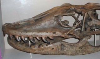 澳洲南方龙介绍 澳洲南方龙简介