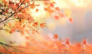 人生几度秋凉下一句 作者是