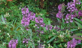 轮叶马先蒿介绍 轮叶马先蒿是什么