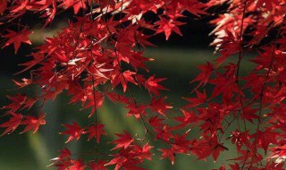 枫树介绍 枫树的简介