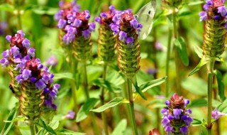 夏枯草介绍 夏枯草的简介