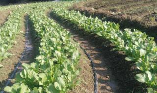 茎芥菜介绍 茎芥菜的简介