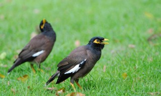 八哥怎么喂 饲料的制作方法