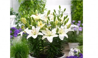 盆栽百合花怎么浇水 盆栽百合花的浇水方法