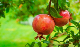 怎样挑选石榴 石榴籽能吃吗