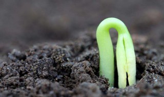 苹果种子怎么发芽 我们可以这样种植