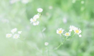 最美早安暖心语句 早安问候暖心的说说句子