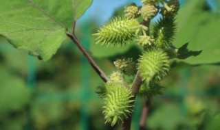 苍耳泡脚有什么作用 苍耳熬水泡脚的作用