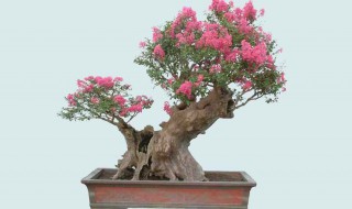 紫薇盆景怎样修剪 定期对这个部位进行修剪