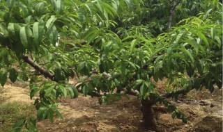 桃树施什么肥好 桃树施肥方法