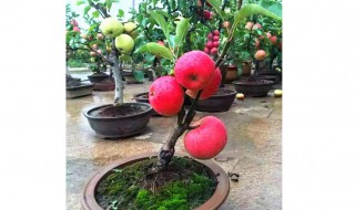 苹果盆栽方法 如何种植苹果盆栽