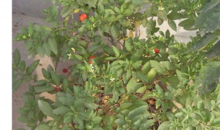 无花果栽培方法 无花果如何栽培