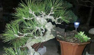 白皮松盆景制作技巧 简单到不行