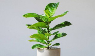 冬天琴叶榕咋养 养的比绿萝还要好看