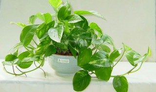 绿萝几天浇水 分季节进行浇水