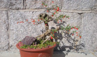 盆栽枸杞怎样修剪 一年四季怎么修剪