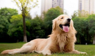 金毛可以办狗证吗 禁养的犬类