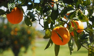 橘子树怎么养 希望能帮到大家
