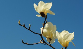 白玉兰花怎样过冬 需搬到室内