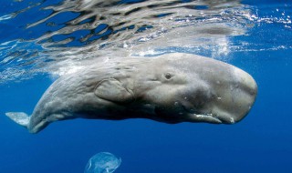鲸鱼属于什么动物 过来看看啦