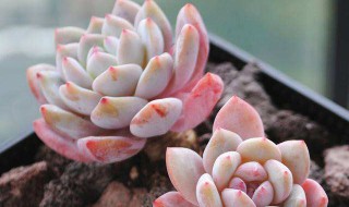 多肉过冬有绝招 保证温度很重要