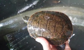 火焰龟能长多大 火焰龟最大可以长到多大