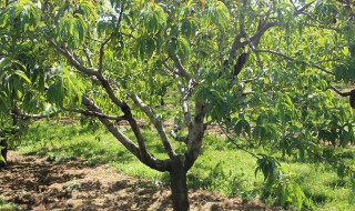 怎样修剪果树枝条 修剪果树的技巧
