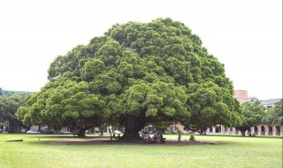 榕树怎么修剪 下面就教给大家