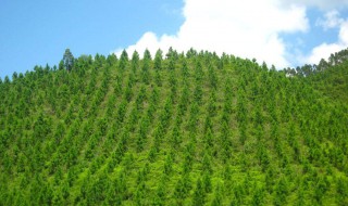 植树造林的缺点 你知道吗