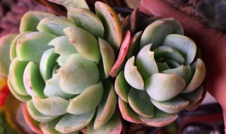 群生贝瑞怎么换盆 换盆技巧