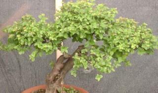 雀梅的养殖方法 雀梅要怎么养