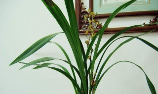 墨兰什么时候发芽 墨兰什么季节发芽