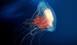 寿命最长的动物 该动物的介绍