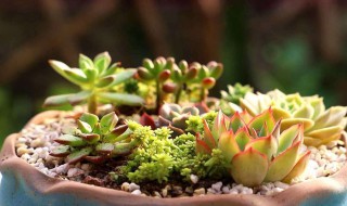 多肉养不死的诀窍 四个秘诀需知道