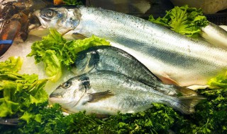 冷水鱼有哪些品种 你知道吗